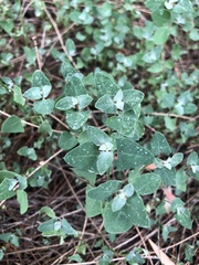 Chenopodium trigonon