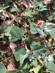 Chenopodium trigonon