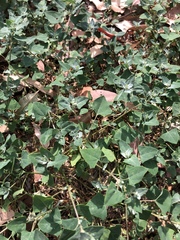 Chenopodium trigonon