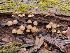 Mycena overholtsii