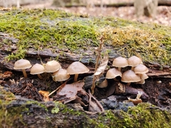 Mycena overholtsii