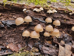 Mycena overholtsii