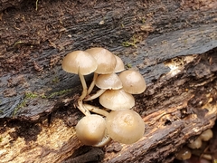 Mycena overholtsii