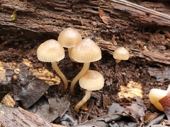 Mycena overholtsii