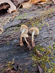 Mycena overholtsii