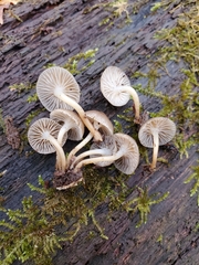 Mycena overholtsii