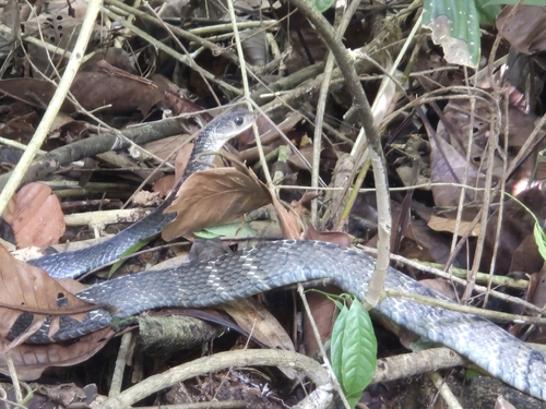 Keeled Rat Snake