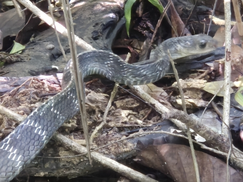 Keeled Rat Snake