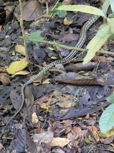Keeled Rat Snake
