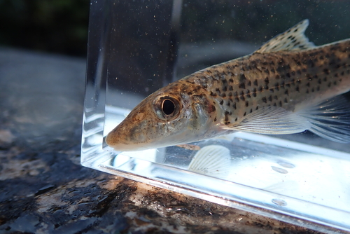 Longnose gudgeon (Hemibarbus longirostris) — Cyprinidae — 4