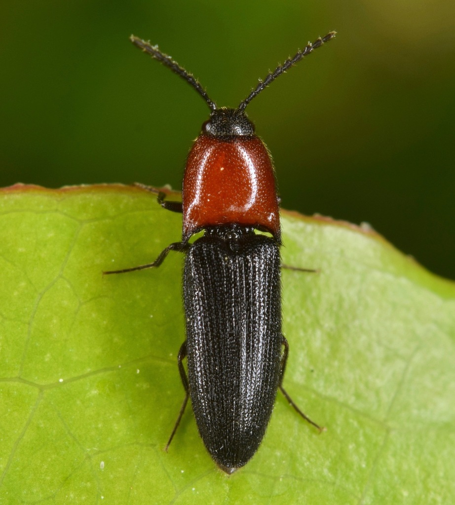 Megapenthes illinoiensis