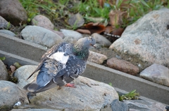 Columba livia domestica