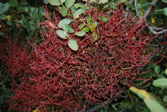 Aceria pistaciae
