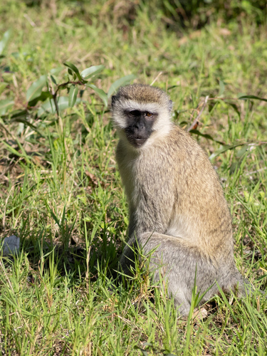 Vervet Monkey