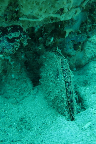 Atrina pectinata observed 2025-11-29