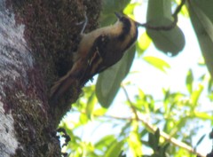 Aphrastura spinicauda fulva