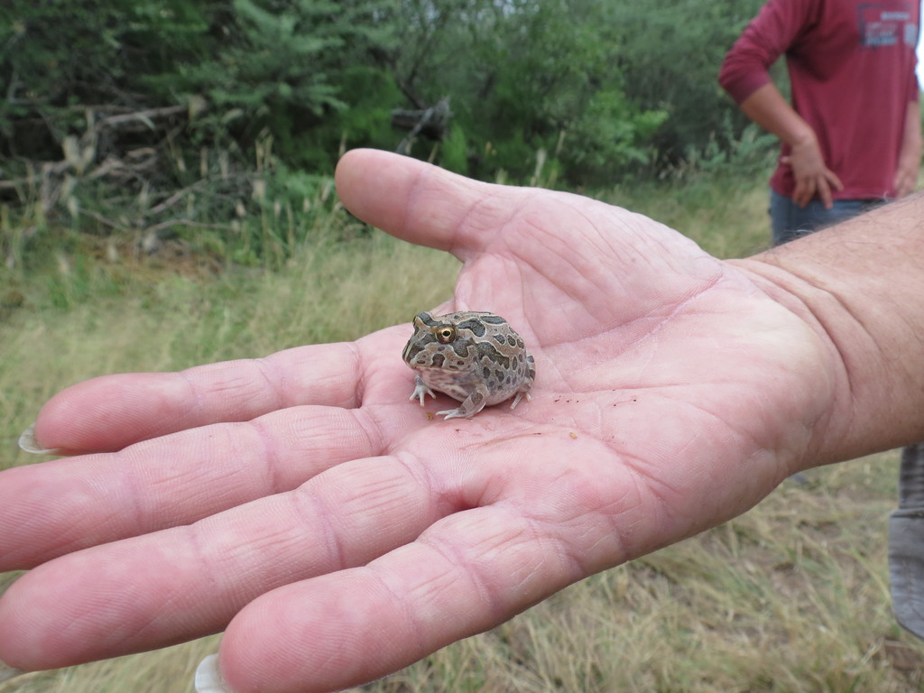 Chaco Horned Frog from Figueroa, Santiago del Estero, Argentina on ...