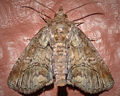 Paectes pygmaea