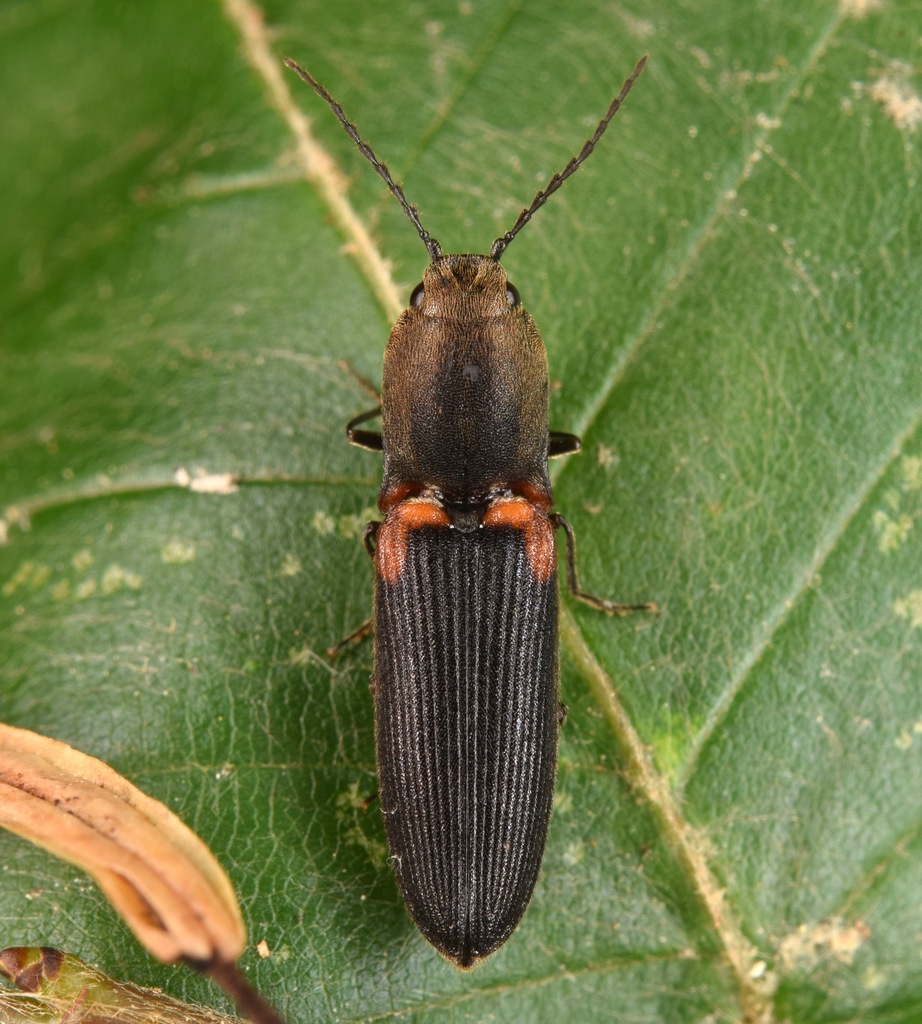 Red-shouldered Click Beetle