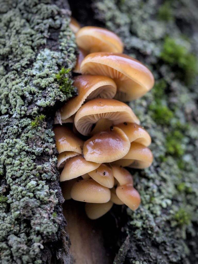 Flammulina · November 2025 · photo: © abogomazova (iNaturalist, cc-by)