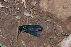 Cnemidochroma phyllopus