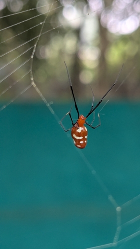 Argyrodes miniaceus (Doleschall, 1857)