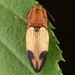 Pseudanostirus hamatus - Photo (c) skitterbug, some rights reserved (CC BY), uploaded by skitterbug