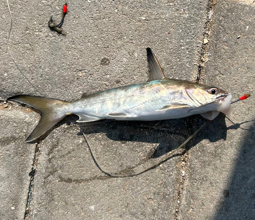 Blacktip sea catfish (Plicofollis dussumieri) — Ariidae