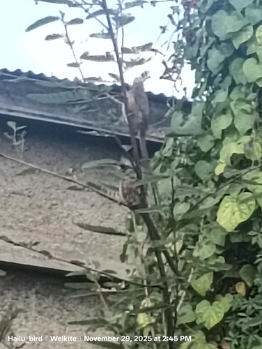 Speckled Mousebird