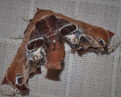 Eutelia pulcherrimus