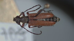 Acmaeopsoides rufula