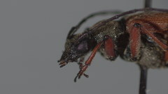Acmaeopsoides rufula