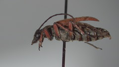 Acmaeopsoides rufula