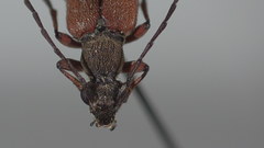 Acmaeopsoides rufula