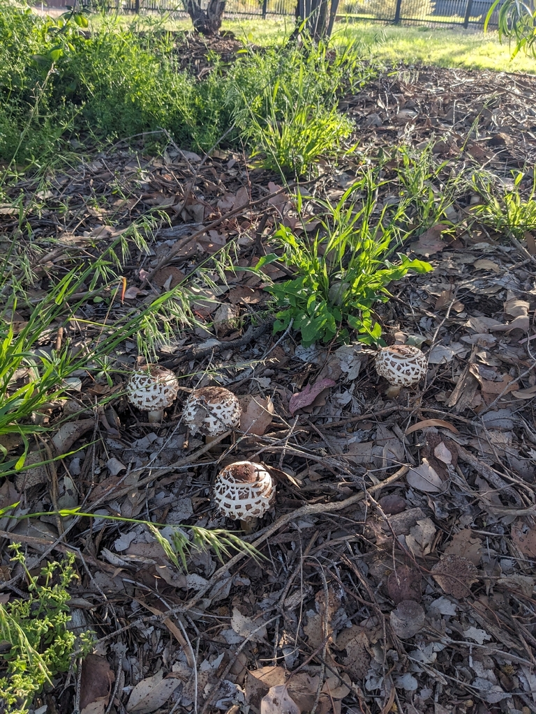 Chlorophyllum brunneum · November 2025 · photo: © ratbagplant (iNaturalist, cc-by)