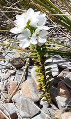 Veronica macrantha brachyphylla