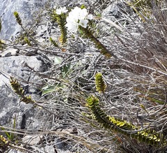 Veronica macrantha brachyphylla