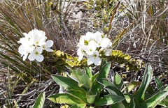 Veronica macrantha brachyphylla