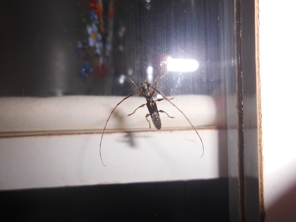 Tetraopidion