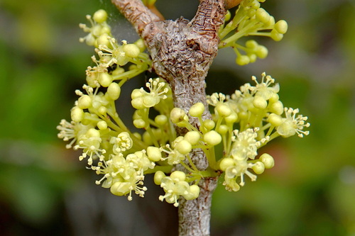 Austrobuxus carunculatus in life