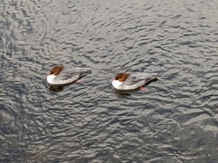 Mergus merganser