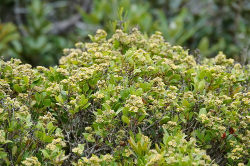 Cloezia floribunda observed 2025-11-18