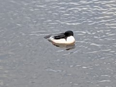 Mergus merganser