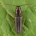 Limonius basilaris - Photo (c) skitterbug,  זכויות יוצרים חלקיות (CC BY), הועלה על ידי skitterbug
