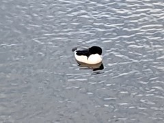 Mergus merganser