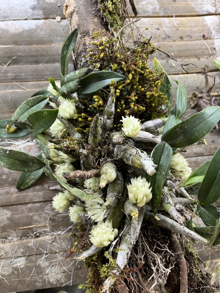 Dendrobium capituliflorum Rolfe 2