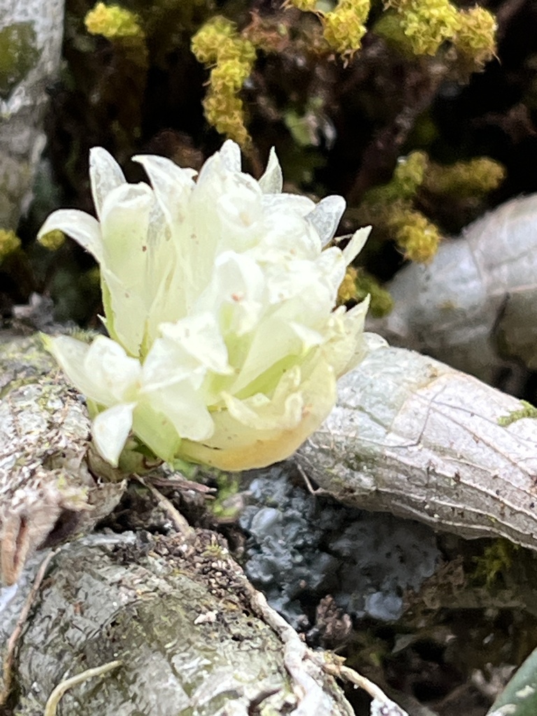 Dendrobium capituliflorum Rolfe 3