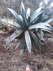 Agave atrovirens
