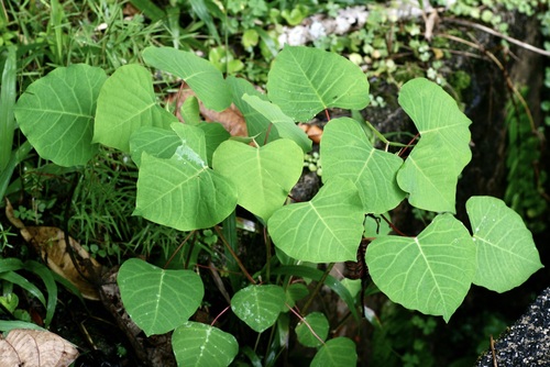Mouse Deer's Poplar (Homalanthus populneus)