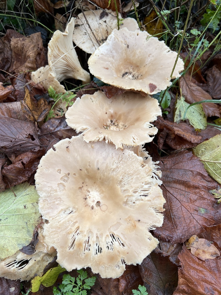 Infundibulicybe geotropa · November 2025 · photo: © kate-wirral (iNaturalist, cc0)